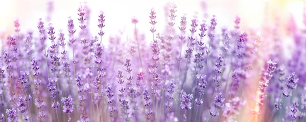 Fototapeten Selektiver und weicher Fokus auf Lavendelblüten, Lavendelblüten, die durch Sonnenlicht im Blumengarten beleuchtet werden © PhotoIris2021