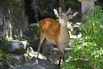 Nara deer walks free in Nara Park, Japan
