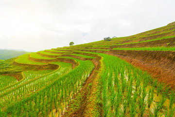  Rice terrace at Pa-pong-peang , Mae Chaem, Chaing Mai ,North Thailand.