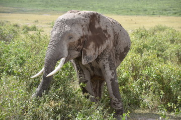 Elephant Eating in the African Bush, Amboseli, Kenya