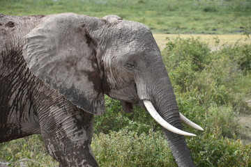 Fototapeta na wymiar African Elephant in the Bush, Medium Close-up, Amboseli, Kenya