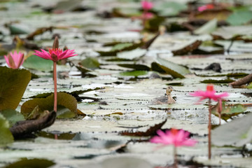 A little grebe flapper swim in a  pink lotus lake