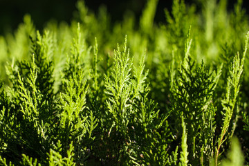 Background of green cypress foliage. Sprigs of cypress close-up. Green branches of cypress and black background.