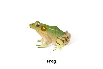 Vector frogs on a white background with shadows. It is separated by layers of background shadows and text.