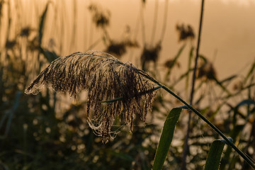Narwiański Park Narodowy. Poranek nad Narwią © podlaski49