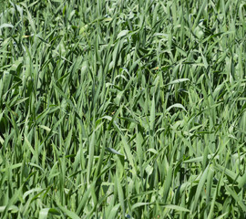 Young green wheat field