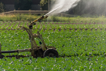Bewässerung - Wasserstrahl auf dem Feld