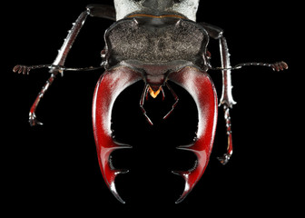 Stag Beetle Head