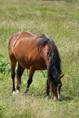 Fototapeta premium cheval broutant