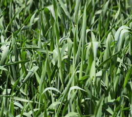 Young green wheat field