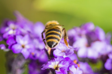Biene auf Lila Blüten