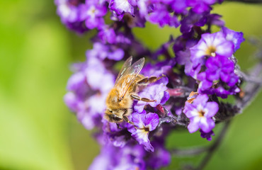 Biene auf Lila Bl&uuml;ten