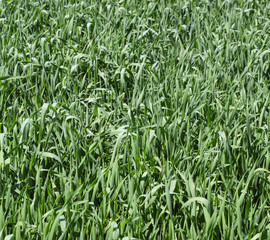 Young green wheat field