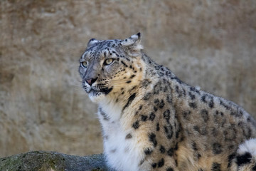 Schneeleopard