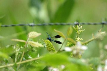 Libellule bleue et noire