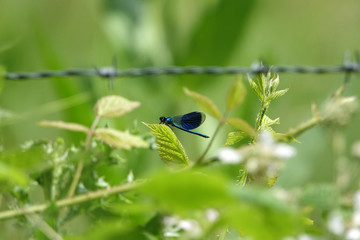 Libellule bleue et noire