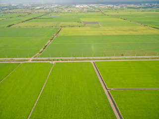 Obraz premium aerial view from flying drone of Field rice with landscape green pattern nature background, top view field rice