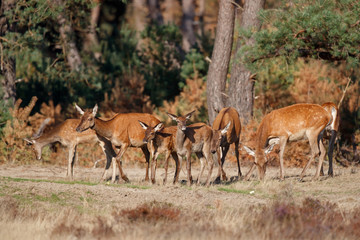 Naklejka na ściany i meble Red deer female with calf in rutting season in National Park Hoge Veluwe in the Netherlands