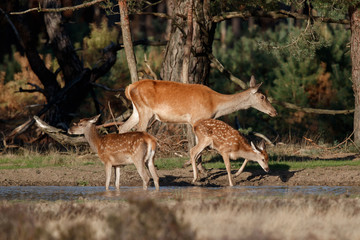 Red deer female with calf in rutting season in National Park Hoge Veluwe in the Netherlands