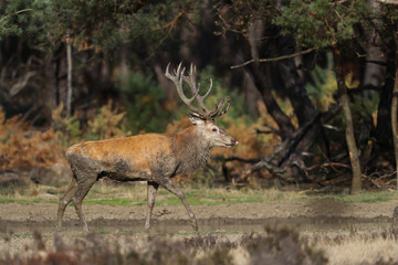 Red deer stag  in rutting season in National Park Hoge Veluwe in the Netherlands