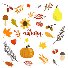 Thanksgiving Vector illustration. Set with pumkins, autumn leaves and berries isolated on white background.