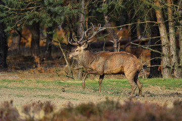 Red deer stag  in rutting season in National Park Hoge Veluwe in the Netherlands
