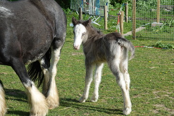 Obraz premium Poulain Tinker gris