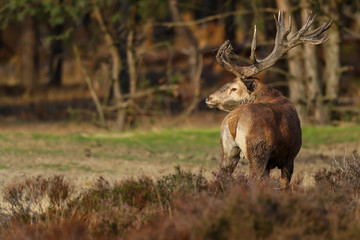 Naklejka na ściany i meble Red deer stag in rutting season in National Park Hoge Veluwe in the Netherlands