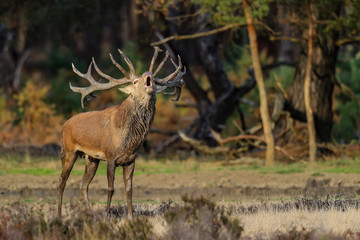 Naklejka na ściany i meble Red deer stag bellowing in rutting season in National Park Hoge Veluwe in the Netherlands