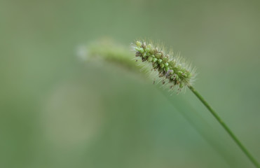 Blooming grass in the summer