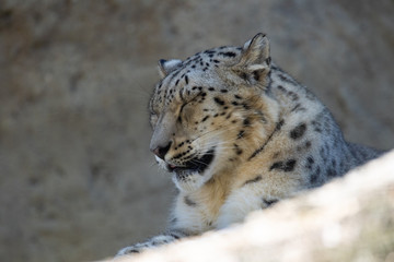 Obraz premium Pantera śnieżna