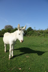 âne blanc dans un pré