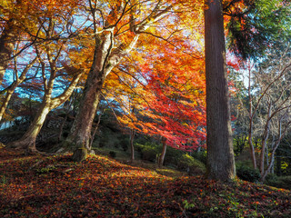 Beautiful colorful orange maple tree with sunlight for background , Kyoto, Japan