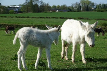 ânon et ânesse blancs