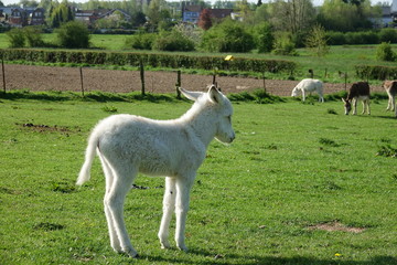 Obraz premium super jeune âne blanc
