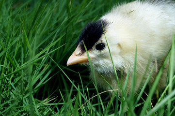 chick in grass sharp image
