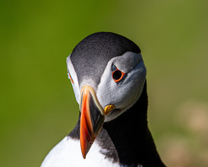 Head of Puffin