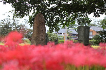 秋に咲く赤い彼岸花（曼珠沙華、リコリス）