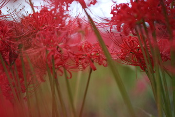 秋に咲く赤い彼岸花（曼珠沙華、リコリス）