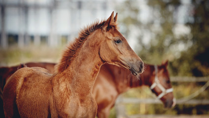 Portrait of a red foal sporting breed with an asterisk on his forehead