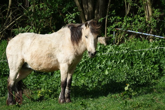double poney