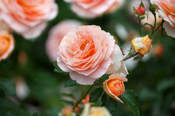 Beautiful blooming soft coral tea roses flowers close up, tender salmon pink garden rose blossom,...