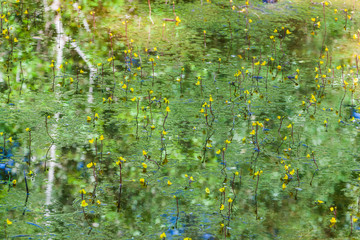 Nature reserve somewhere in Italy