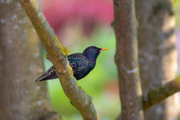 Closeup of a common starling