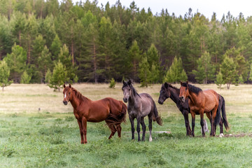 Four horses on a green meadow against the background of a blurred forest. Brown and dark with long manes and tails. It looks like an oil painting.