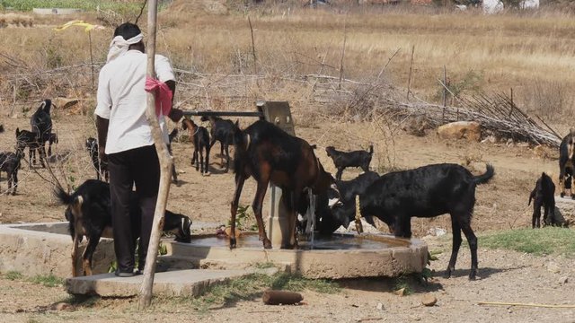 a shepherd pumps water for a flock of goats near tadoba andhari tiger reserve in india- 4K 60p