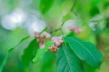 Bush Euonymus in the fall. red-pink fruit on the branches.