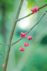 Bush Euonymus in the fall. red-pink fruit on the branches.