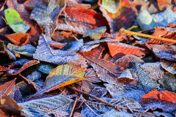 autumn. colorful fallen leaves on the ground. beautiful