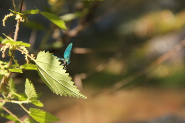 yusufçuk kanatlı böcek